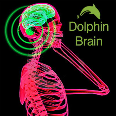 Dolphin-brain-image